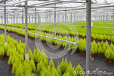 Horticulture with cupressus in a greenhouse Stock Photo