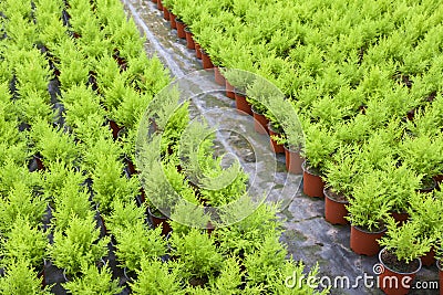 Horticulture with cupressus in a greenhouse Stock Photo