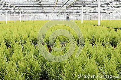 Horticulture with cypresses in a greenhouse Stock Photo