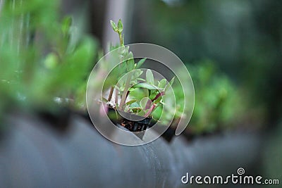 Horticulture garden design tube planting method Stock Photo