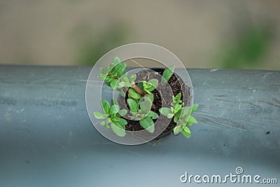 Horticulture garden design tube planting method Stock Photo