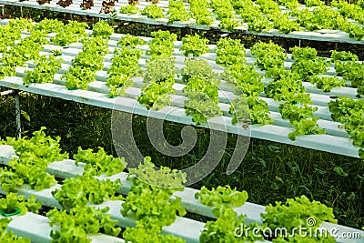 Horticulture, hydroponic farm Stock Photo