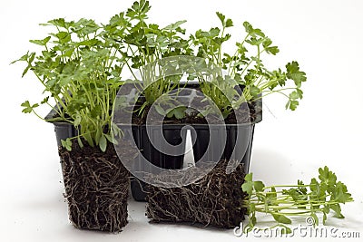 Horticulture Stock Photo