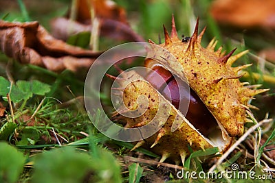 Horse chestnut in shell Stock Photo