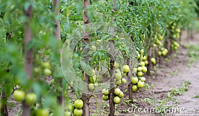 Hose for watering of lawn water Stock Photo