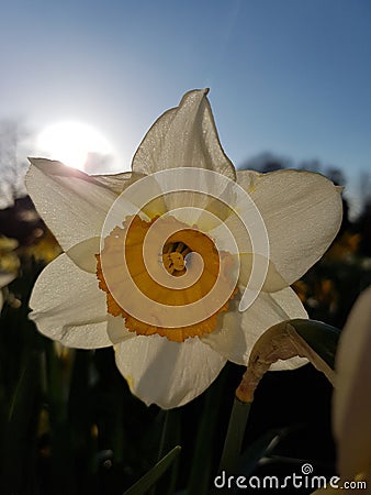 A Host of Golden Daffodils Stock Photo