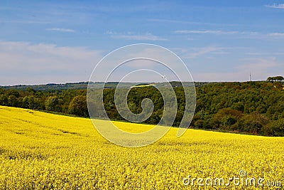 A Host of golden oil seed rape. Stock Photo