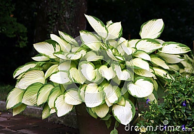 Hosta Stock Photo