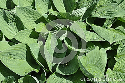 Hosta Stock Photo