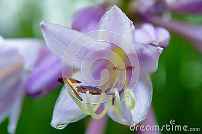 Hosta flower Stock Photo