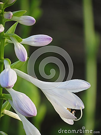 Hosta flower and buds Stock Photo