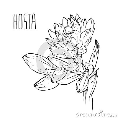 Hosta flower, Coloring book, Graphic flowers, Illustration, Raster illustration, Isolated on white Cartoon Illustration