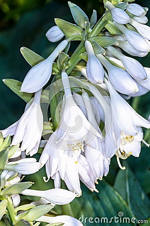 Hosta Flowers close-up Stock Photo