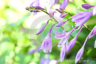 Hosta flowers closeup Stock Photo