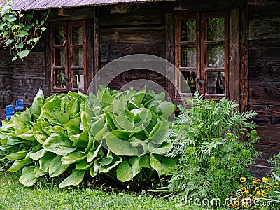 Hosta, funkia, decorative garden plant Stock Photo
