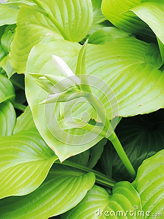 Hosta in the garden Stock Photo