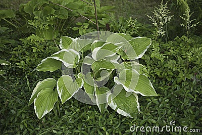 Hosta in a garden. Hosta genus of perennial herbaceous plants of the family Green Stock Photo