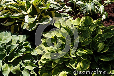 Hosta is a genus of plants commonly known as hostas, plantain lilies in Britain and occasionally by the Japanese name giboshi. Stock Photo