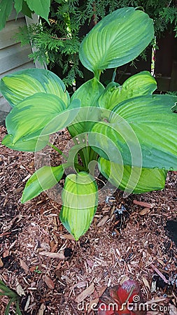 Hosta guacamole Stock Photo