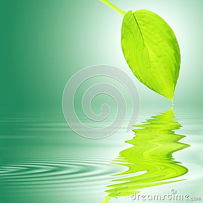 Hosta Leaf Over Water Stock Photo