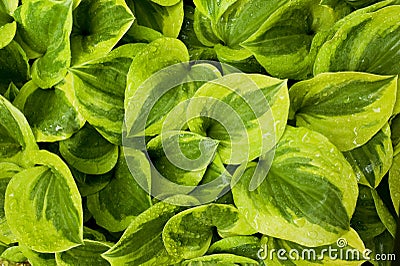 Hosta leaves Stock Photo