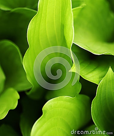 Hosta Leaves Stock Photo