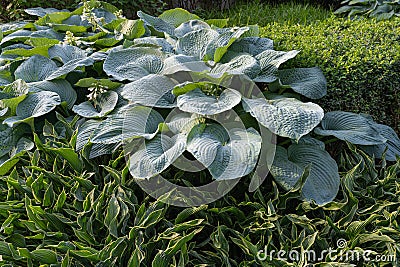 Hosta Leaves Texture Background, Hostas Leaf Nature Pattern, Big Daddy Leaves, Plantain Lilies Stock Photo