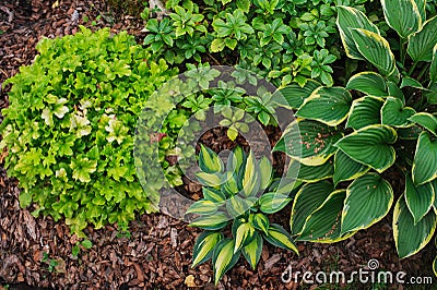 Hosta Magic Island planted together with heuchera Lime Marmalade in shady garden. Stock Photo