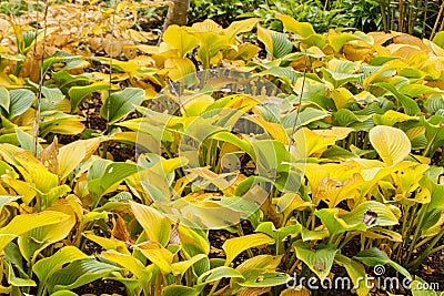 Hosta nigrescens in autumn Stock Photo