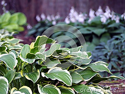 Hosta Stock Photo