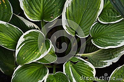 Hosta patriot. Close up of the leaves of the Hosta `Patriot`. Hosta Patriot plant in the garden. Closeup yellow and Stock Photo