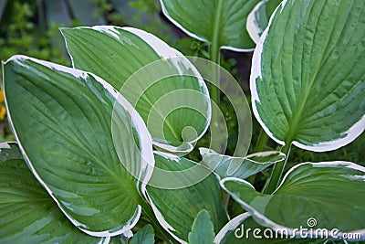 Hosta Patriot plant in the garden. Closeup yellow and green leaves background. Stock Photo