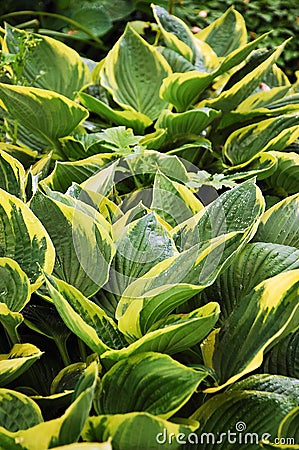 Hosta plant Stock Photo