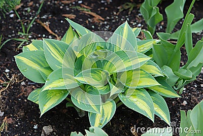 Hosta plant Stock Photo