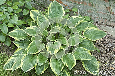 Hosta plant Stock Photo