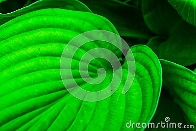 Hosta Plant Empress Wu Closeup Stock Photo