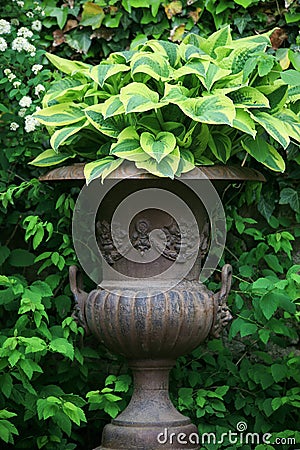 Hosta plant in a giant stone vase Stock Photo