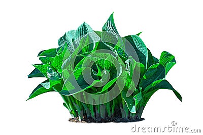 Hosta plant isolated on a white background Stock Photo