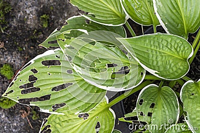 Hosta plant with snail and slug damage Stock Photo