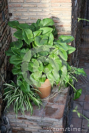 Hosta plantaginea and Clorophytum comosum Stock Photo