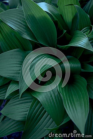 Hosta plantaginea texture, plant background Stock Photo