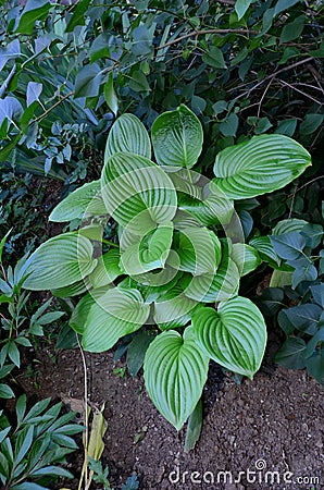 The hosta plantain flower grows in the shade. Stock Photo