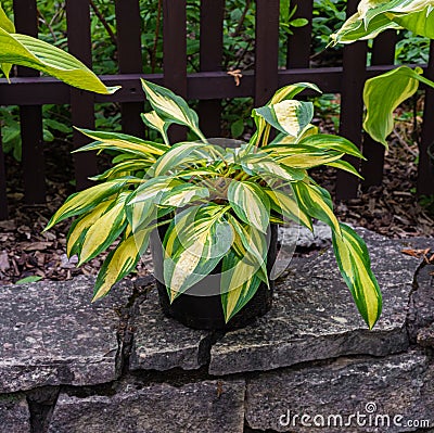 hosta plantain with green and yellow leaves Stock Photo