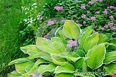 Hosta planted in summer garden Stock Photo