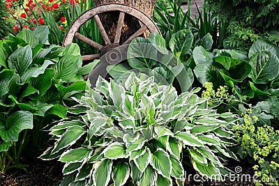 Hosta Undulata albomarginata in the garden design close -up. Stock Photo