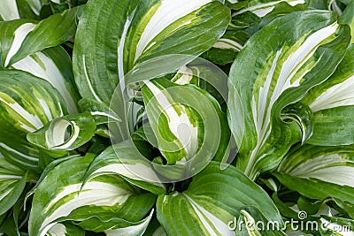 Hosta undulata is a cultivar of the genus Hosta. Ornamental plants in borders. Leaf texture, background of a green wide striped Stock Photo