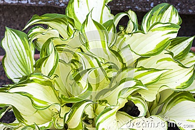 Hosta Undulata plant close-up and macro Stock Photo