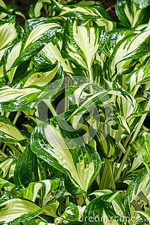 Hosta is wet from rain Stock Photo