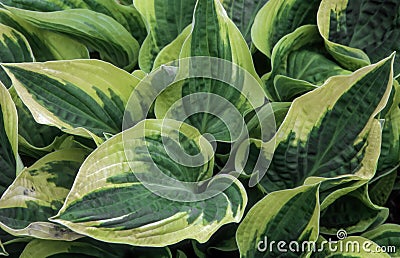 Hosta `Wide Brim` Stock Photo