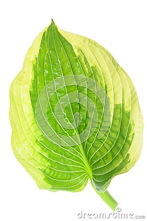 Hostas single leaf Stock Photo